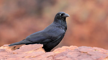 Wallpaper thumb: Torresian Crow